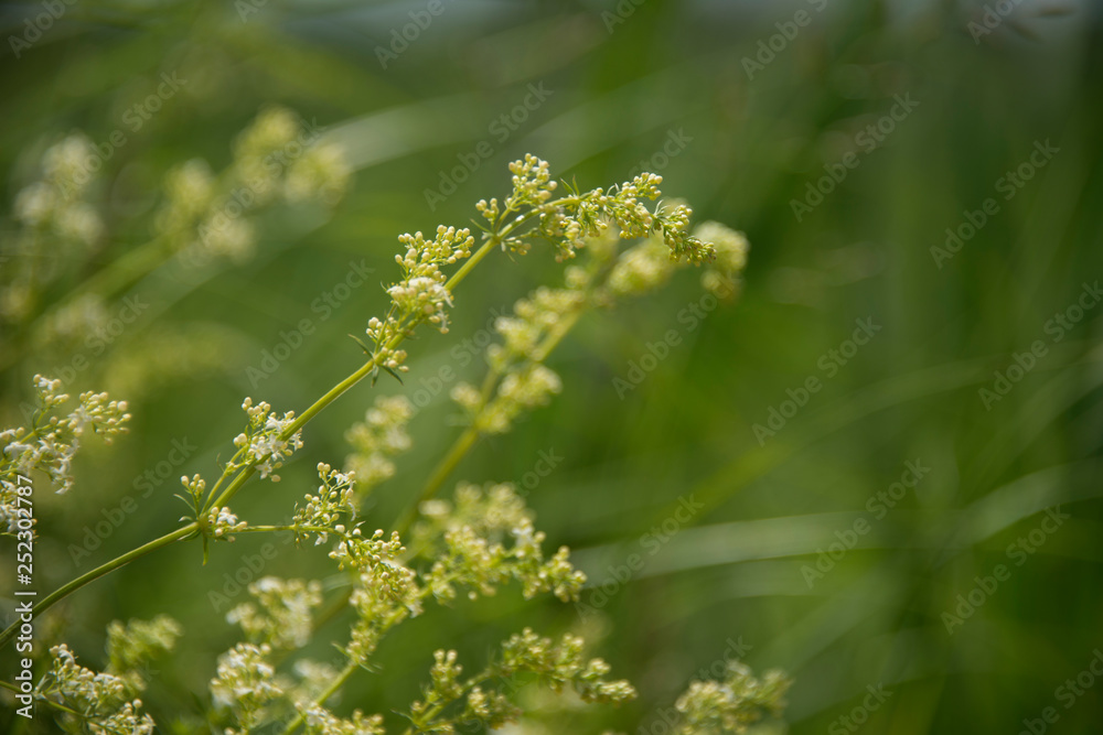 Tiny littTiny little with flowers with greeneryle with flowers with greenery