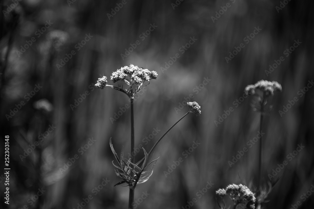 Tiny little with flowers in black and white Tiny little with flowers in black and white