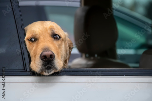 Thoughtful golden retriever dog looks out of window of car with head resting on window bottom - closeup