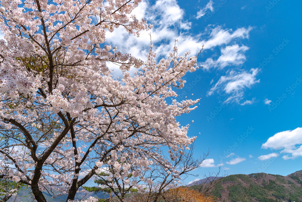 Fujikawaguchiko Cherry Blossoms Festival. View of full bloom pink cherry trees flowers at Lake Kawaguchi with clear blue sky natural background in springtime sunny day. Yamanashi Prefecture, Japan