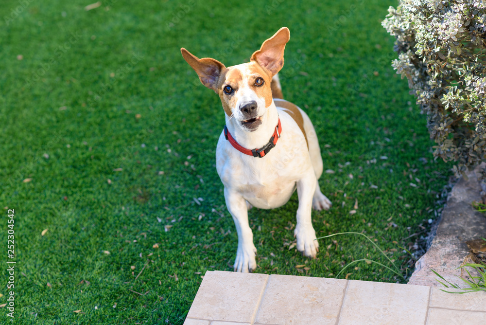 Dog jack russell terrier playing outside smiles.