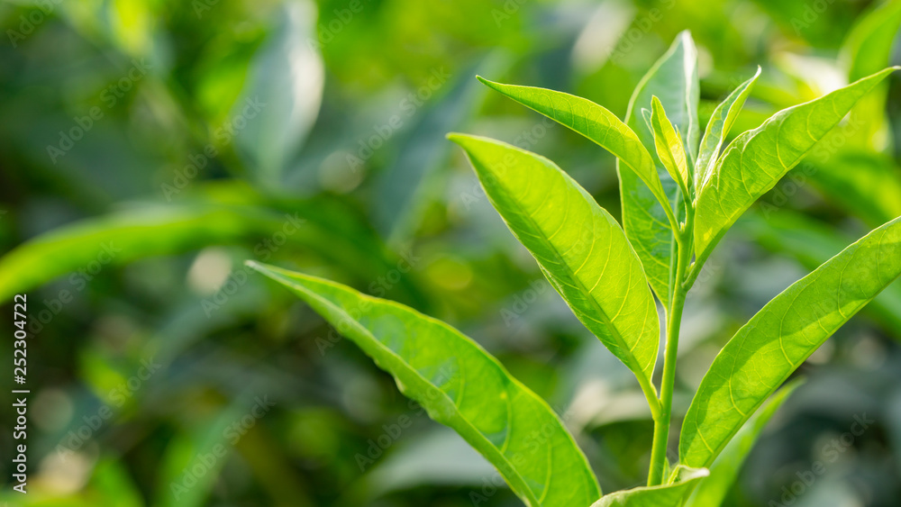 green plants in garden in solar weather green plants in garden in solar weather