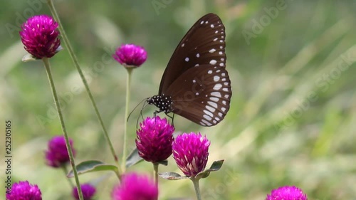 A video of a butterfly drinking nectar from the flower seen in its natural habitat