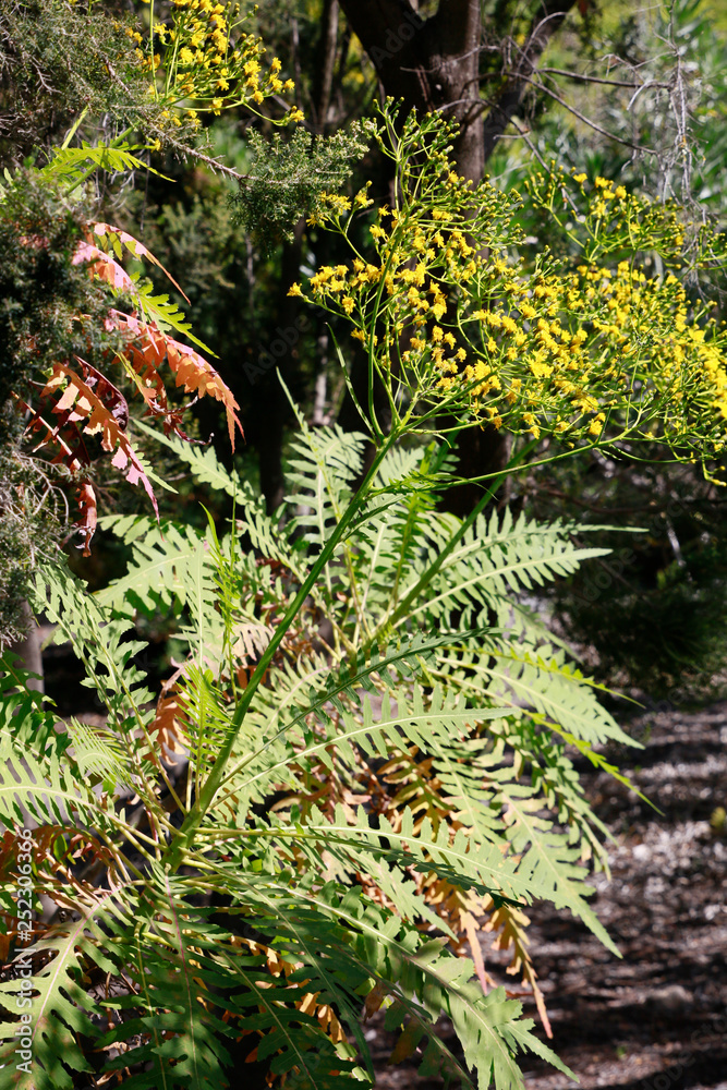 La Palma-Gänsedistel (Sonchus palmensis) La Palma-Gänsedistel (Sonchus palmensis)