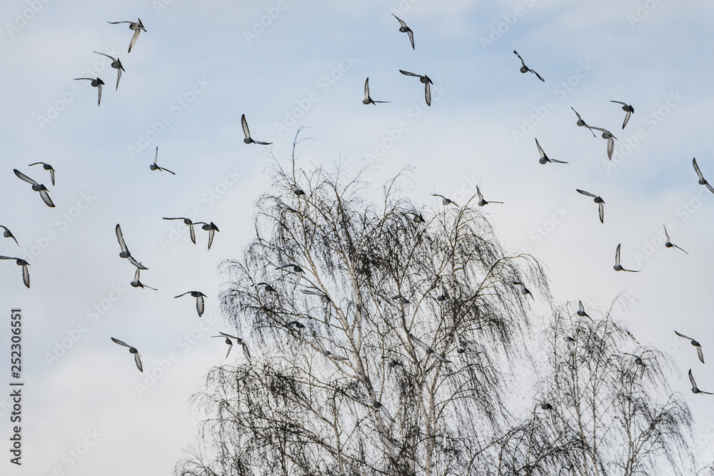 A beautiful flock of gray pigeons is flying in the blue sky in a park A beautiful flock of gray pigeons is flying in the blue sky in a park