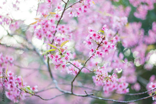 Wild himalayan sakura in spring. Beautiful cherry blossom.thailand sakura.