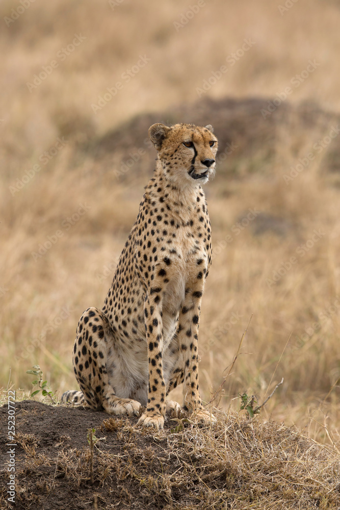 Portrait of a Cheetah, Masai Mara Portrait of a Cheetah, Masai Mara