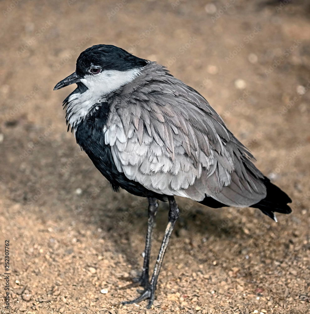 Naklejka premium Spur-winged lapwing. Latin name - Vanellus spinosus