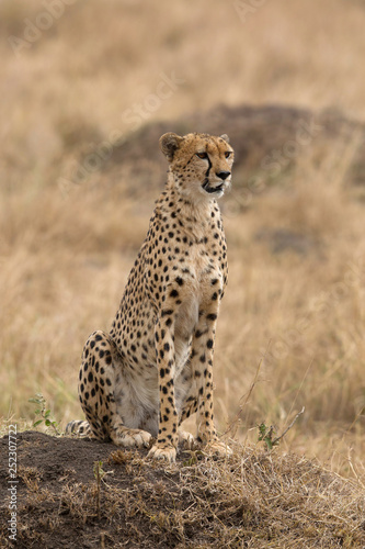 Portrait of a Cheetah, Masai Mara