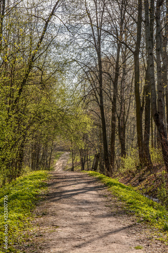 Spring Sunny day in Nevsky forest Park.