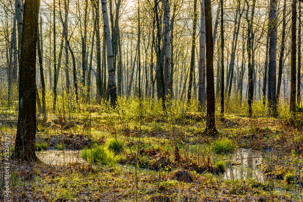 Obraz premium Spring Sunny day in Nevsky forest Park.