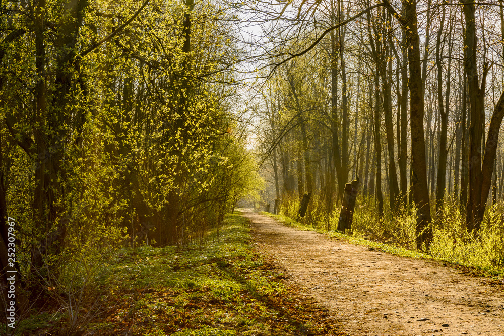 Spring Sunny day in Nevsky forest Park.