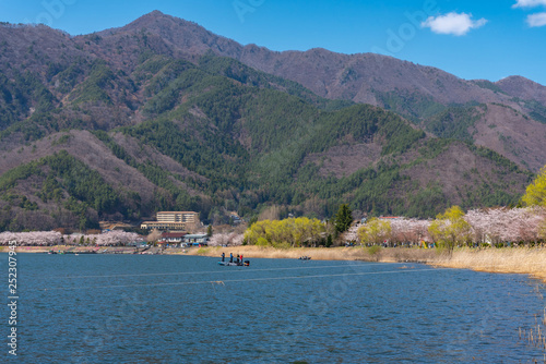 Fujikawaguchiko Cherry Blossoms Festival. View of full bloom pink cherry trees flowers at Lake Kawaguchi with clear blue sky natural background in springtime sunny day. Yamanashi Prefecture, Japan © Shawn.ccf