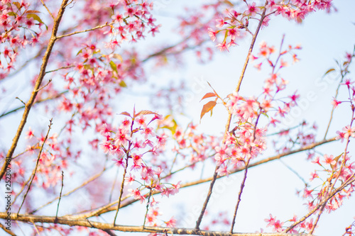 Wild himalayan sakura in spring. Beautiful cherry blossom.thailand sakura.