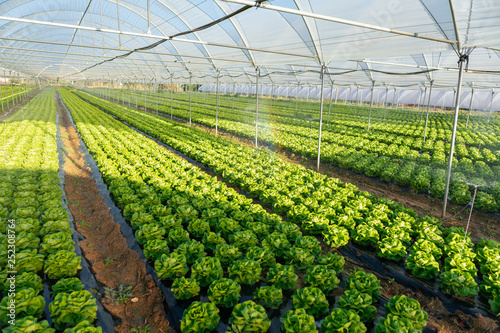 Fresh organic lettuce seedlings in greenhouse outdoors