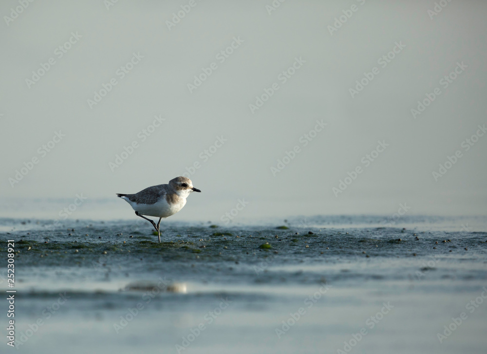 The lesser sand plover, Bahrain