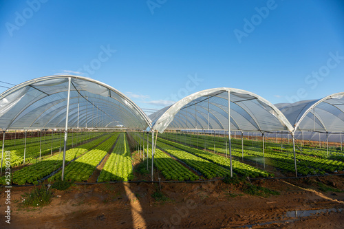 Fresh organic lettuce seedlings in greenhouse outdoors © JENOCHE