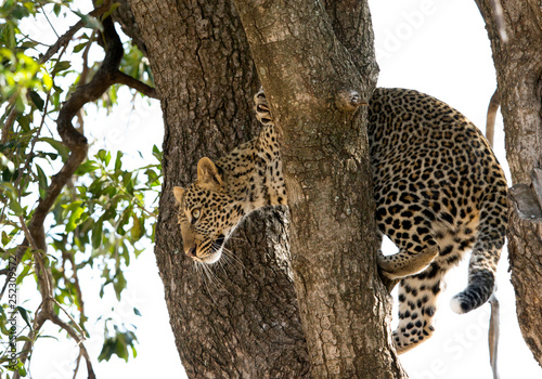 A leopard on a tree at Masai Mara, Kenya