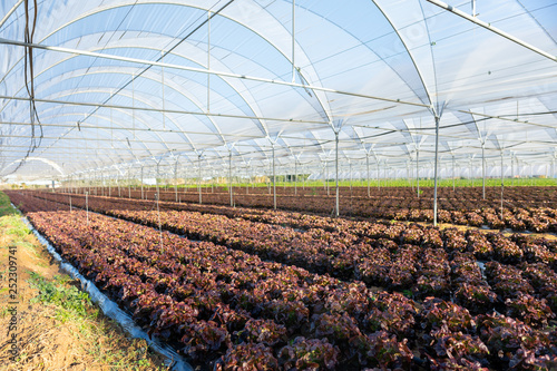 Fresh organic lettuce seedlings in greenhouse outdoors