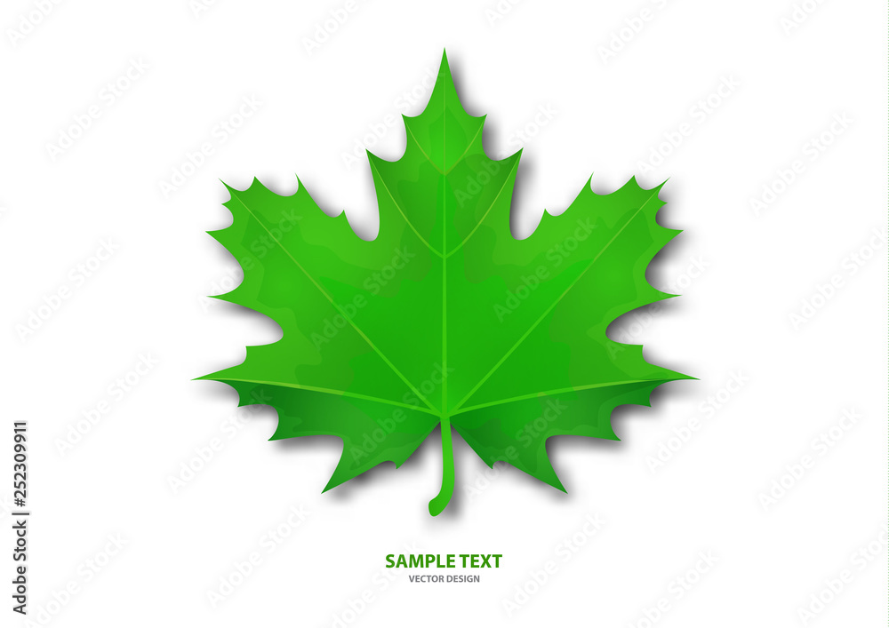 Fototapeta premium Realistic green maple leaf on white background. Vector eps10 illustration - Vector graphics.