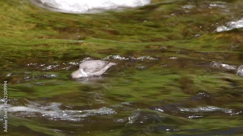 American Dipper (Cinclus mexicanus) hunts for food in a stream.