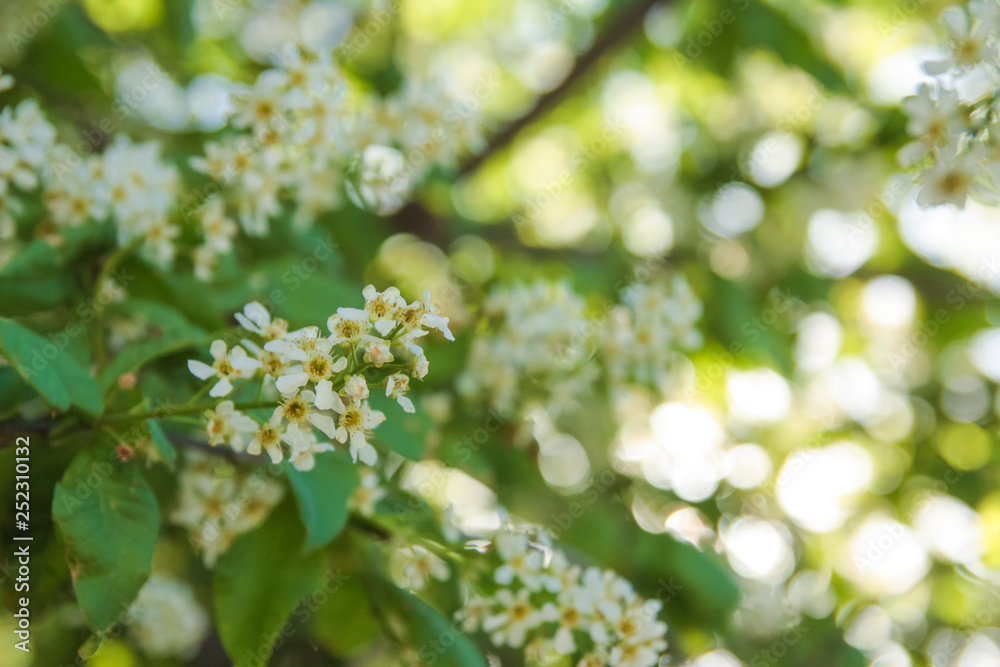 bloom in spring bloom in spring