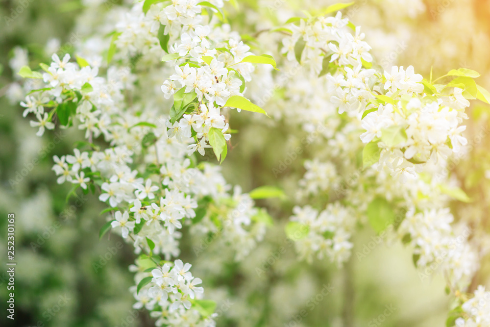 blossoming apple tree branches in the rays of the spring sun