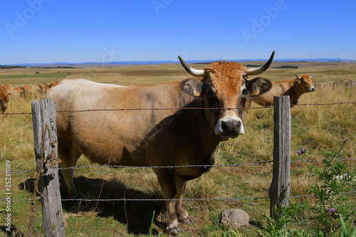 Fototapeta Naklejka Na Ścianę i Meble -  Vache de race Aubrac près de Laguiole