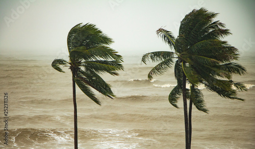 Palm tree on the beach, stormy weather in Thailand, Prachuap Khiri Khan Province. 