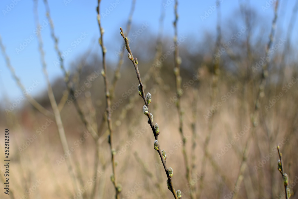 Pussy-willow branches with catkins. Springtime, Spring. Pussy-willow branches with catkins. Springtime, Spring.