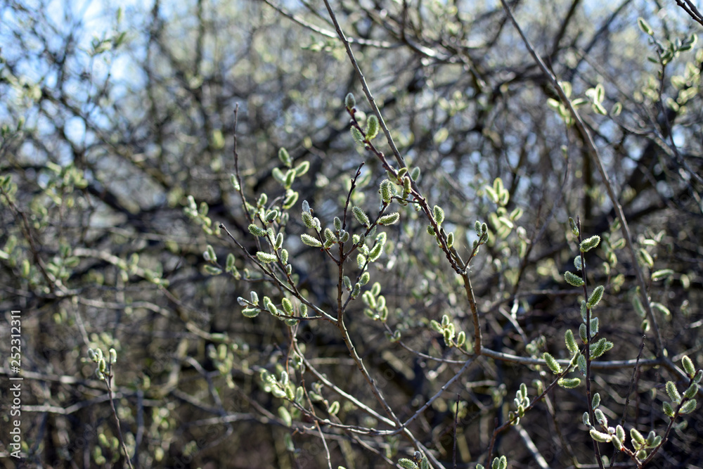 Pussy-willow branches with catkins. Springtime, Spring. Pussy-willow branches with catkins. Springtime, Spring.