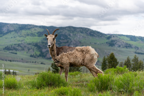 Grungy Bighorn Sheep Stands in Field