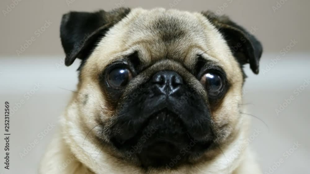 Portrait of a cute pug dog with funny muzzle wants to eat a treat Portrait of a cute pug dog with funny muzzle wants to eat a treat