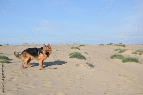 Young German Shepherd on the sand. Bledow Desert, Silesia, Poland.