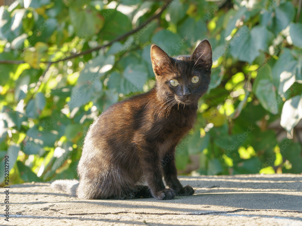 Attentive black kitten sitting on the street in the sun beams Attentive black kitten sitting on the street in the sun beams