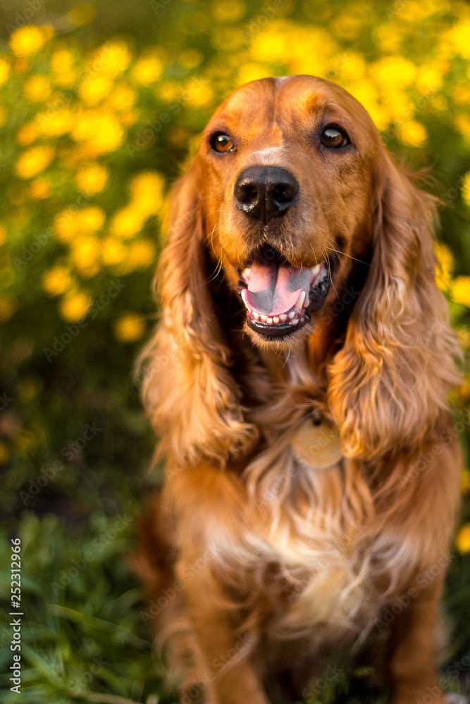 Active, smile and happy purebred dog outdoors in grass park on sunny summer day.