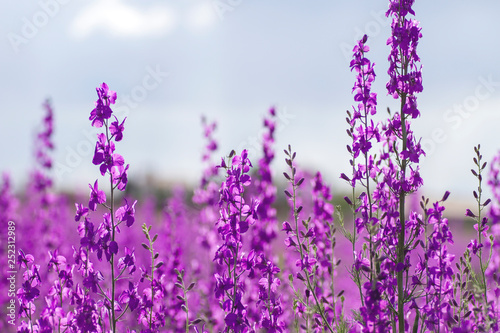 Consolida ajacis purple flowers