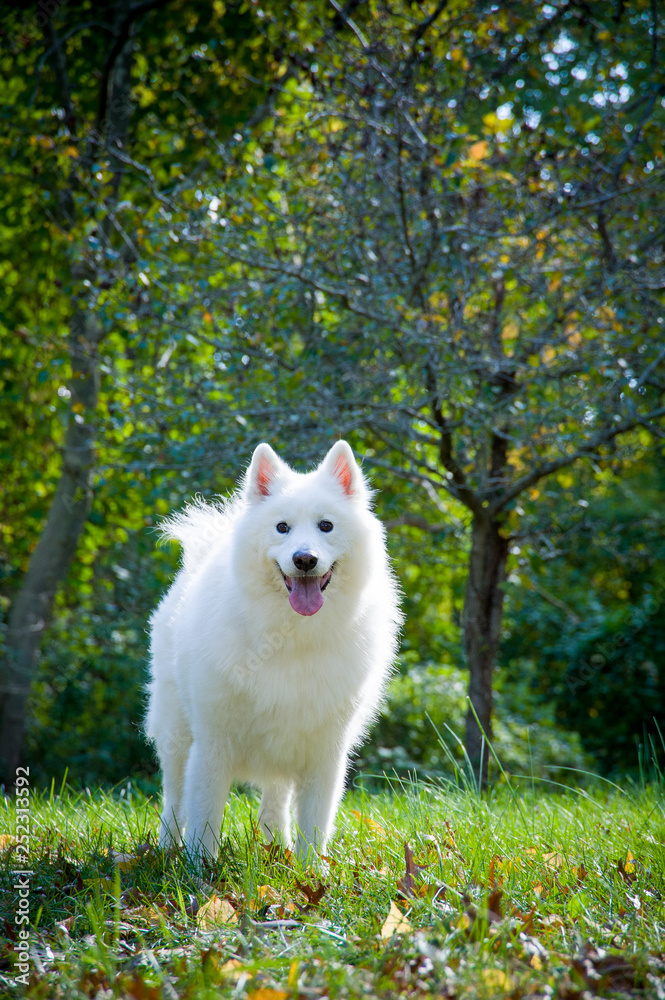 Happy Samoyed stands in park Happy Samoyed stands in park