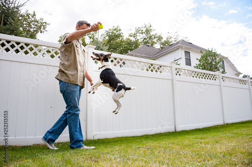 Dog jumps for tennis ball