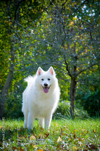 Happy Samoyed stands in park