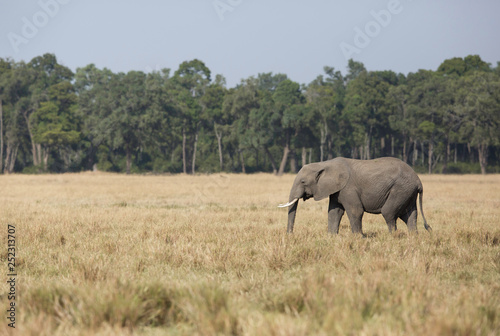 African elephants grazing at Masai Mara