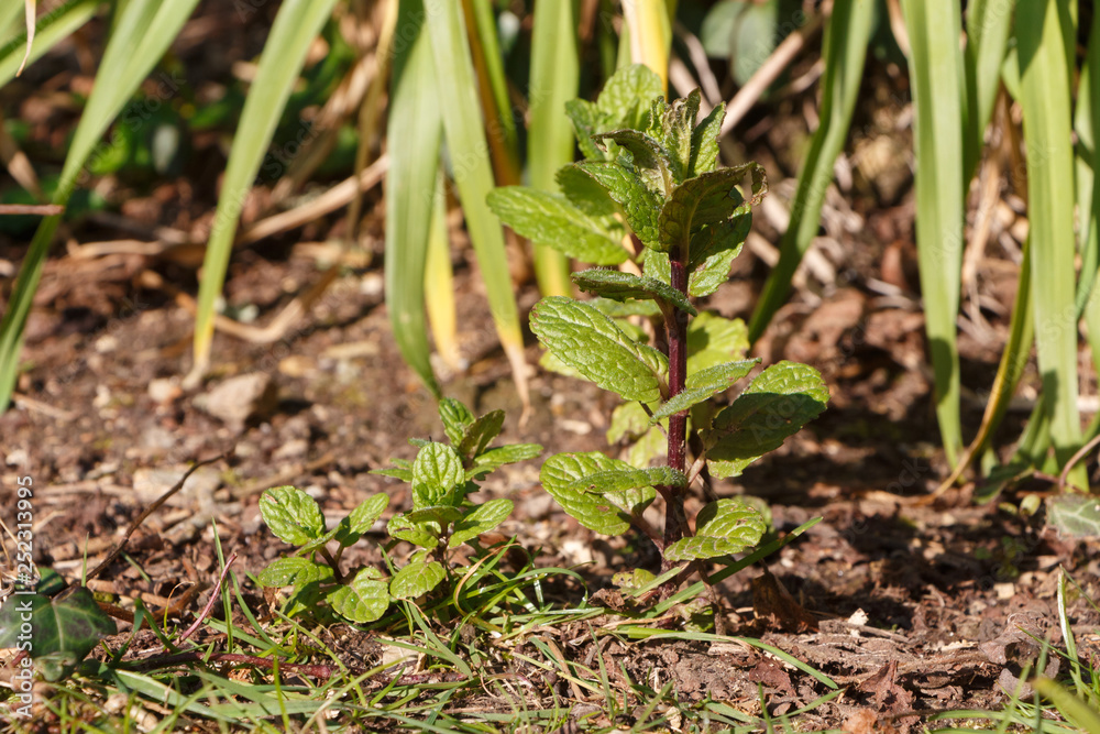 Mint plant in a vegetable garden during spring Mint plant in a vegetable garden during spring