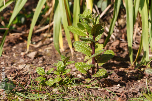 Mint plant in a vegetable garden during spring