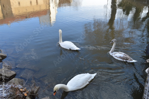 Schwäne in Stadt Fluss photo