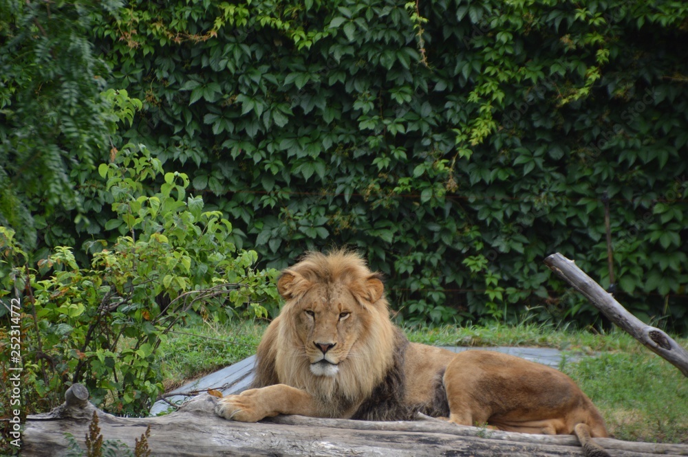 Obraz premium Lion