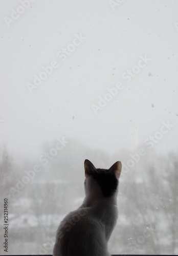 Winter Cat