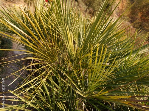 Palmito , planta silvestre valenciana.