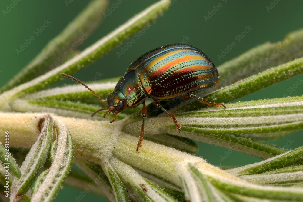 Naklejka premium Rosemary beetle (Scientific name: Chrysolina americana)