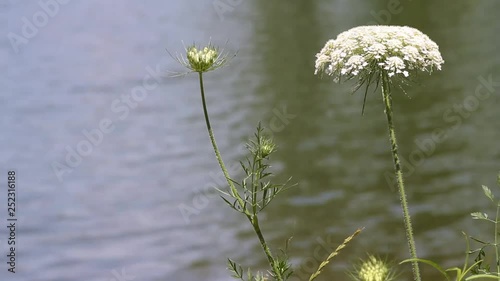 White Flowers near a peaceful lake photo