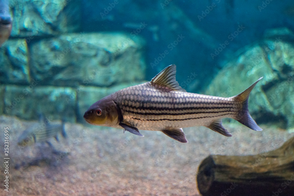 beautiful fish in the aquarium beautiful fish in the aquarium